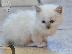 PoulaTo: Γατάκια Birman